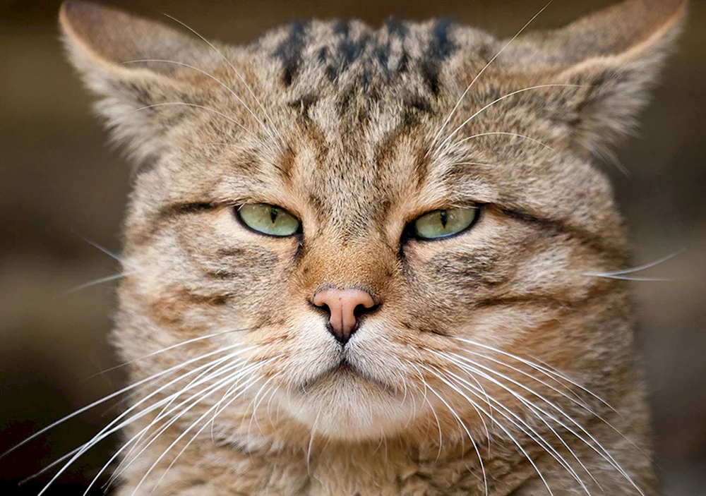 Katzengesicht