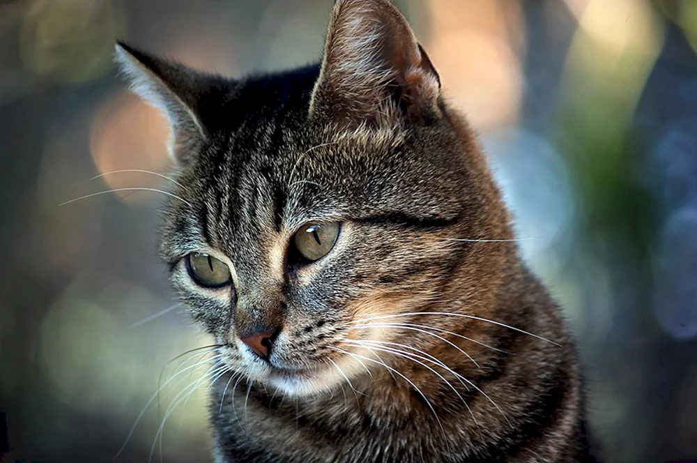 Katzenaugen