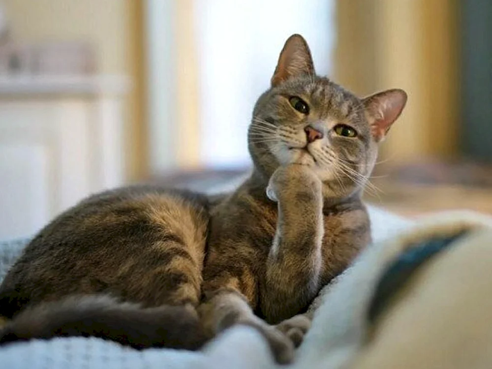 Katze