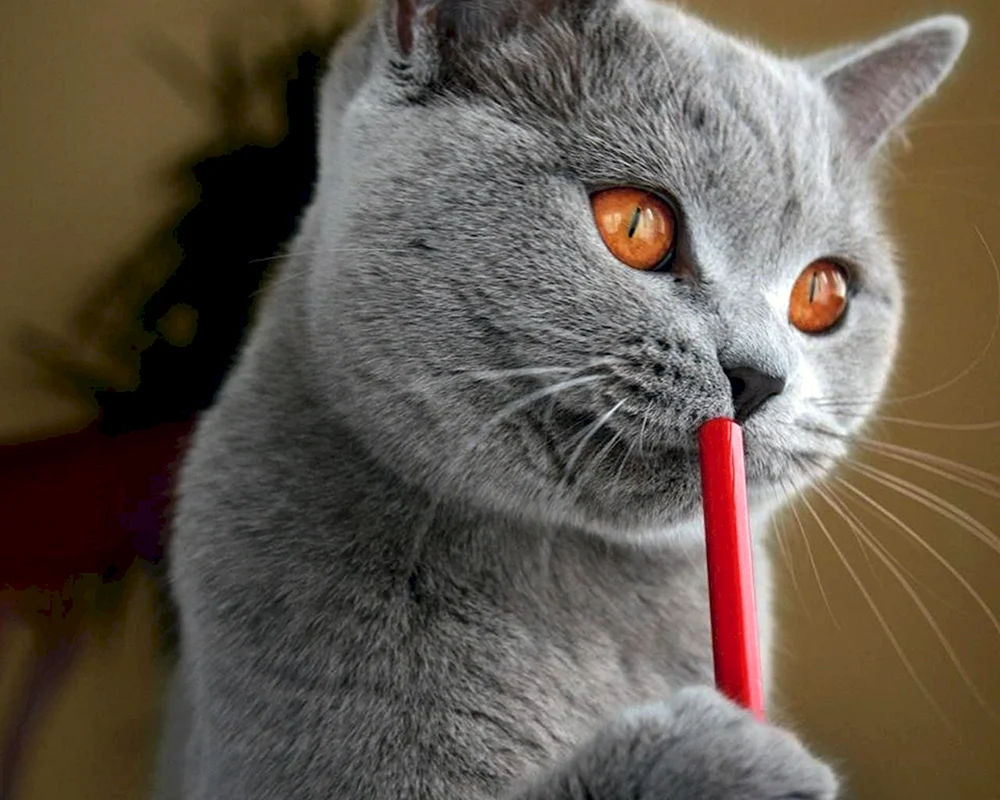 Katze denken