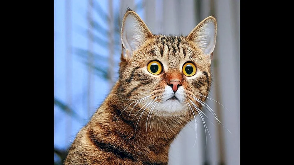 Katze im Schock