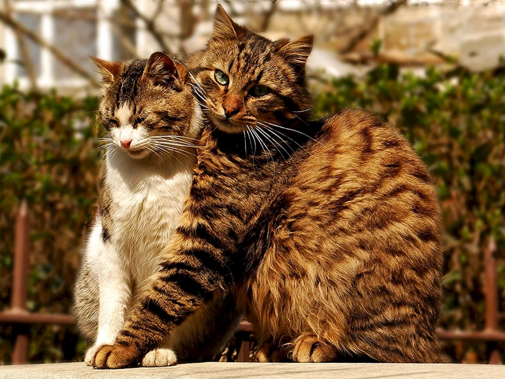 Katzen