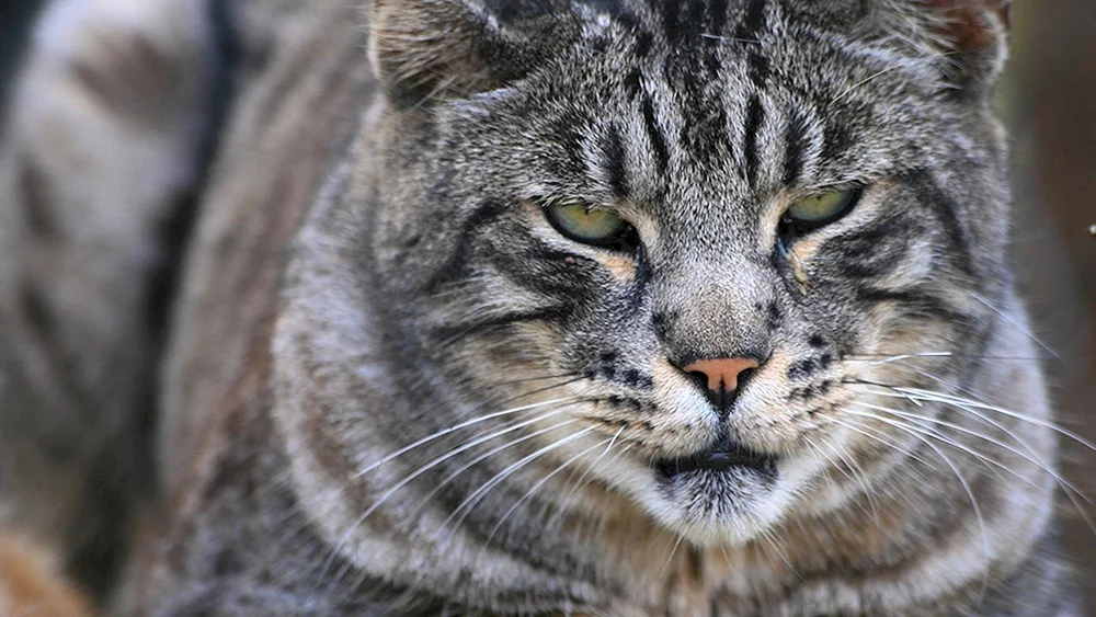 Kanadischer Bobcat