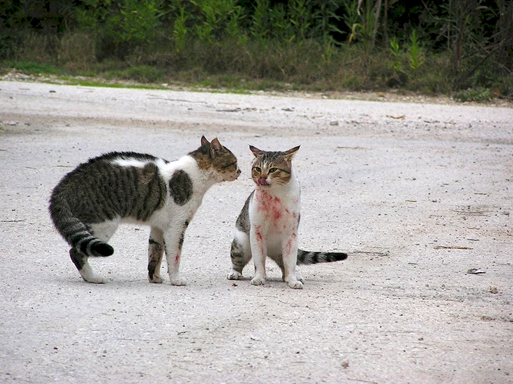 Katzen kämpfend