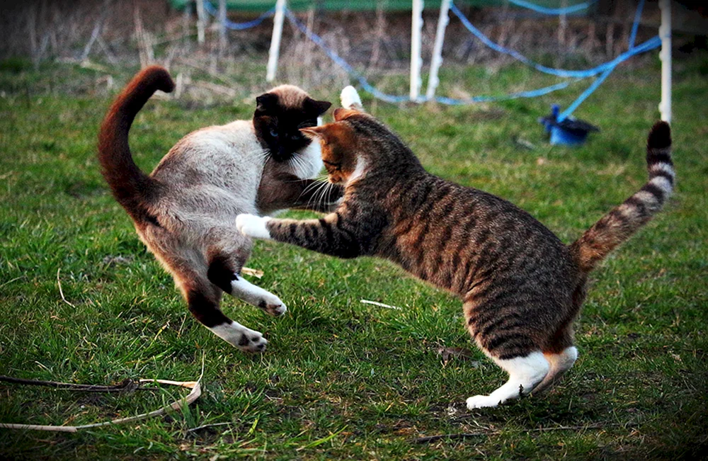Katzen kämpfend