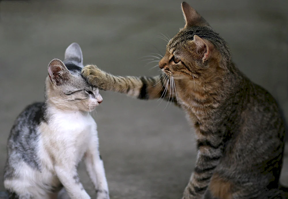 Katzen kämpfend Kämpfende