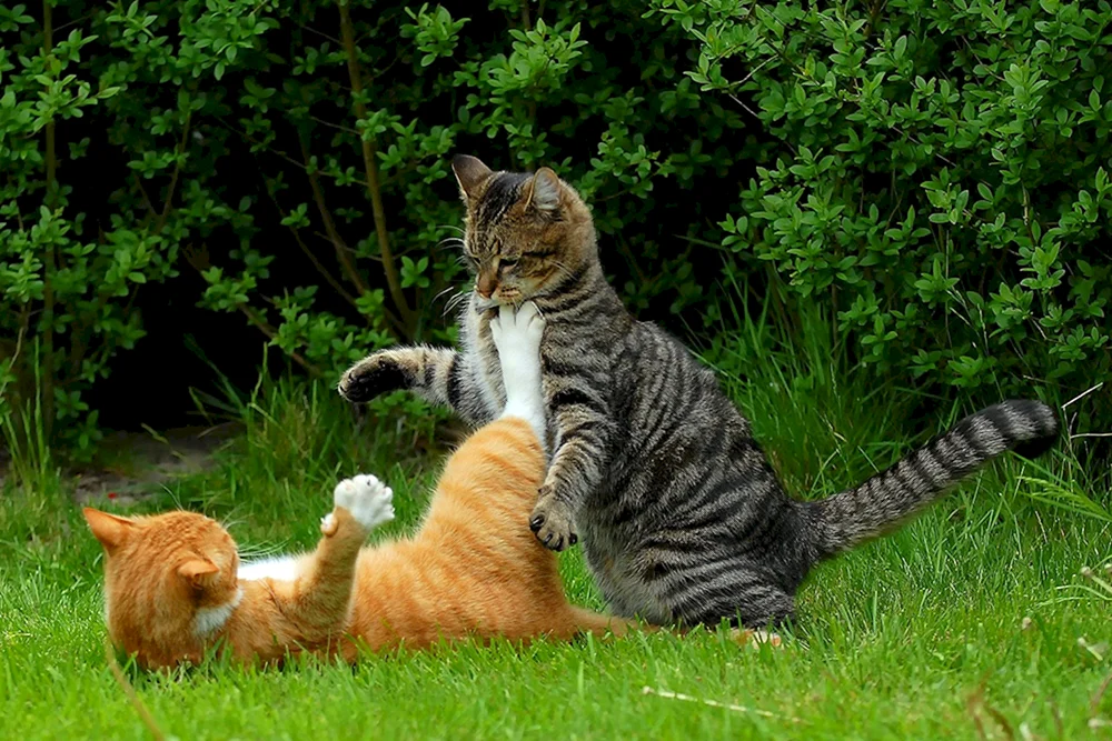 graue Katze kämpfende