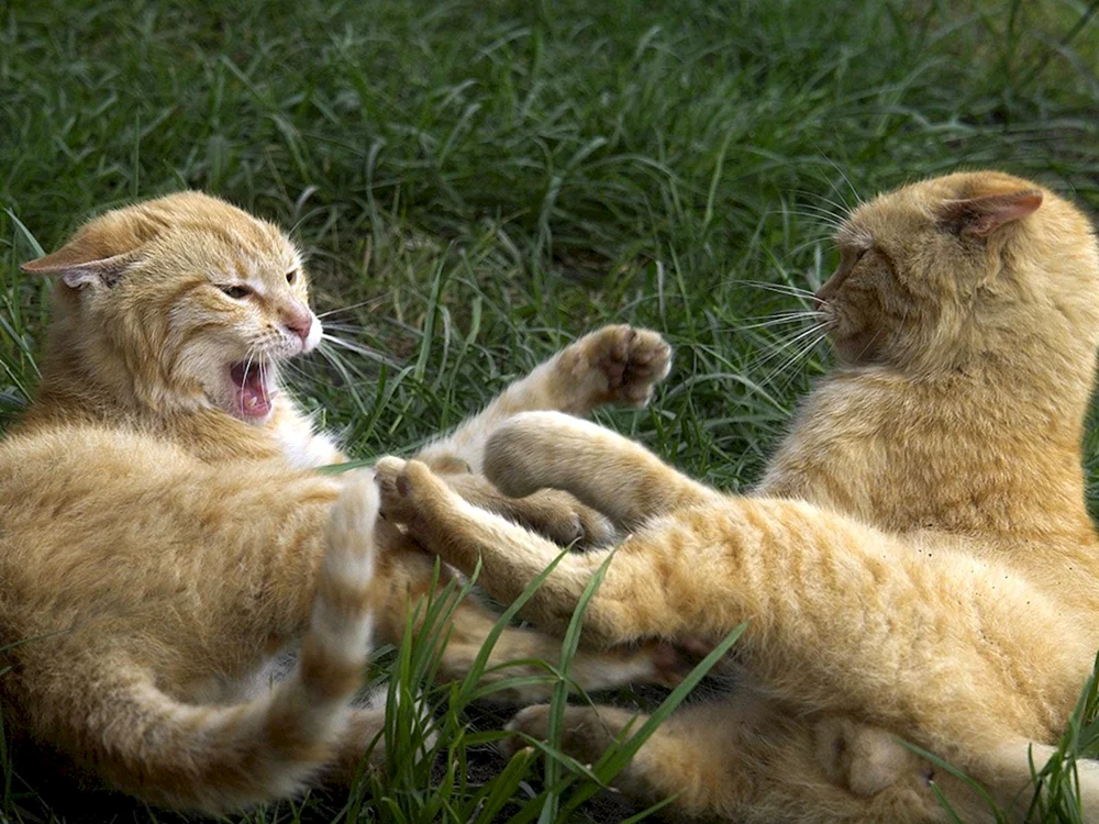 Katzen kämpfende