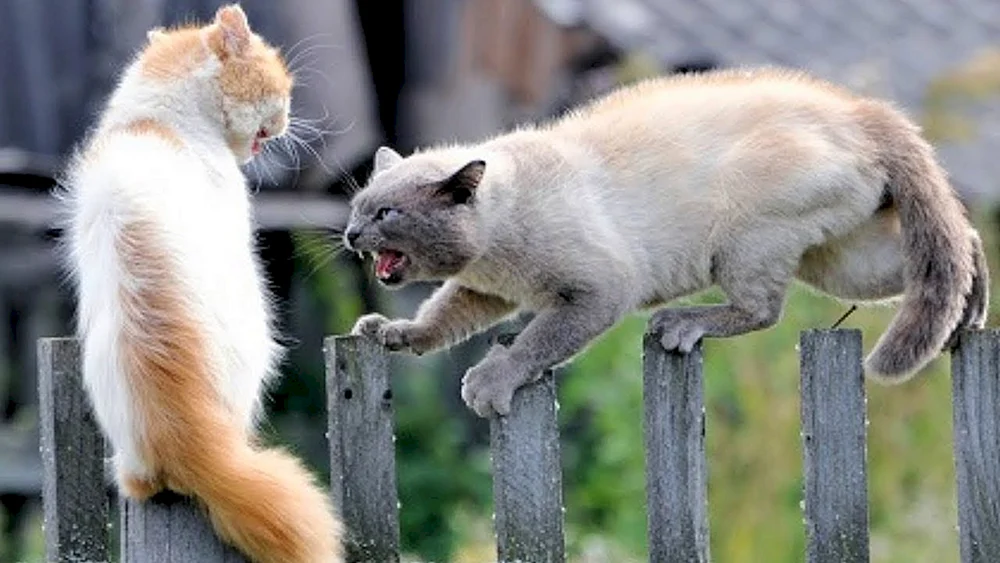 Katzen kämpfende