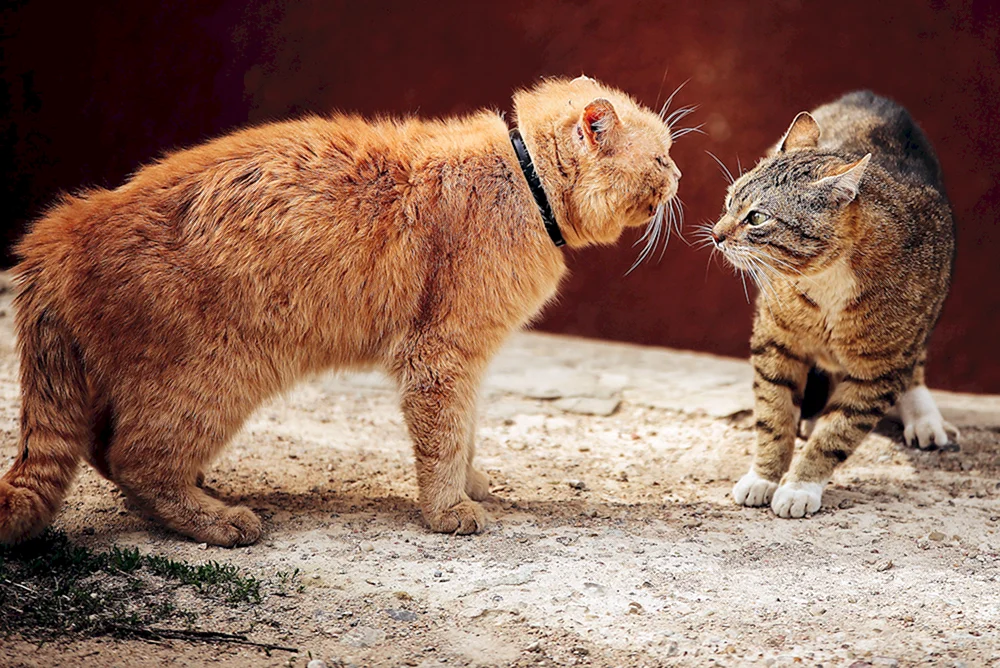 Ländliche Katze kämpfende