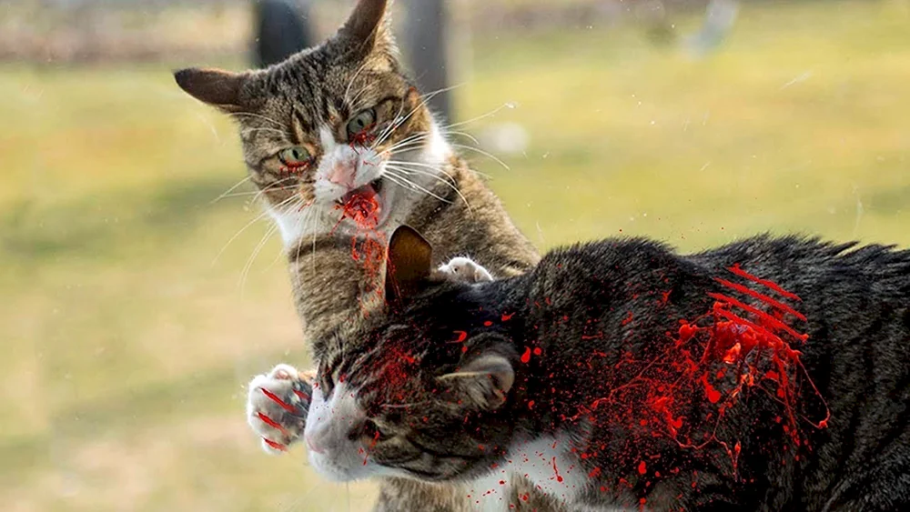 Katzen kämpfende