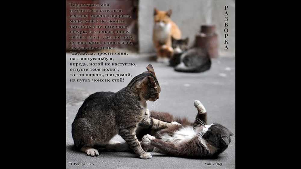 Katzen und Hunde kämpfende