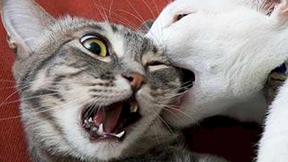 Katzen in der Malerei