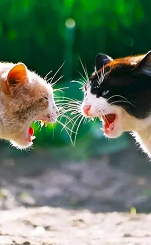 Katzen kämpfend