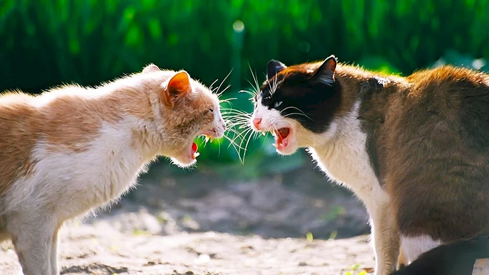 Katzen kämpfend