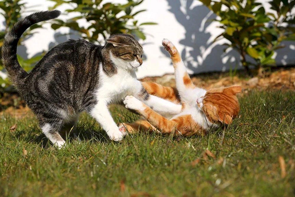Katzen kämpfende