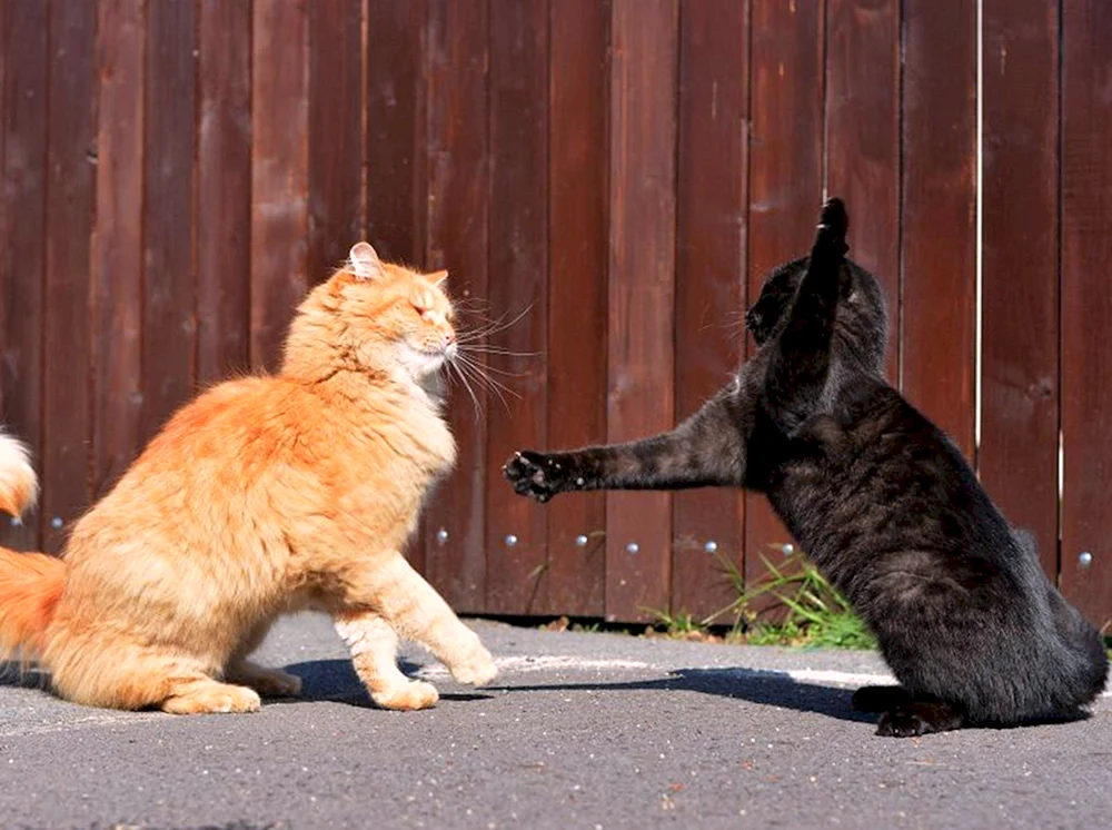 Katzen kämpfend