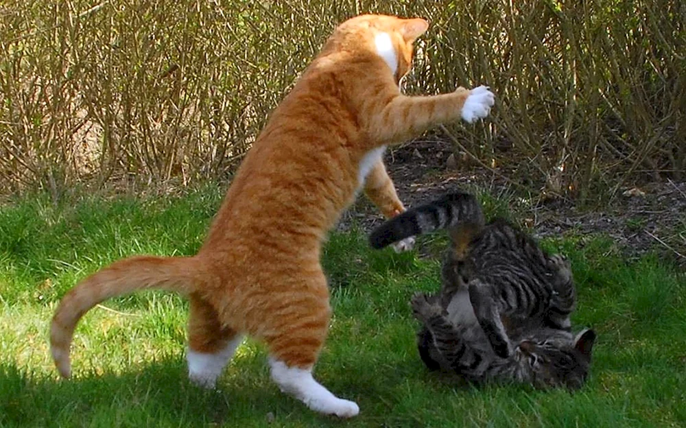 Katzen kämpfend