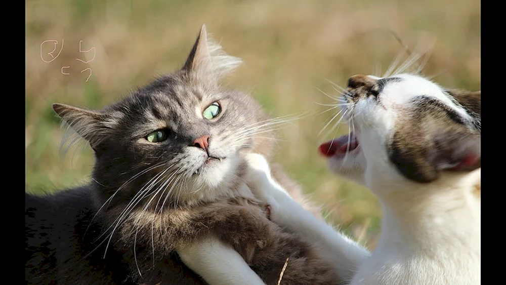 Katzen kämpfend