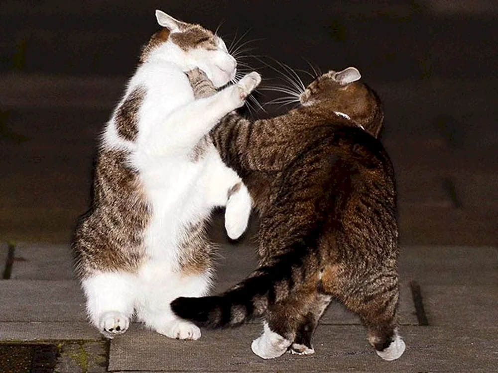 Katzen kämpfend