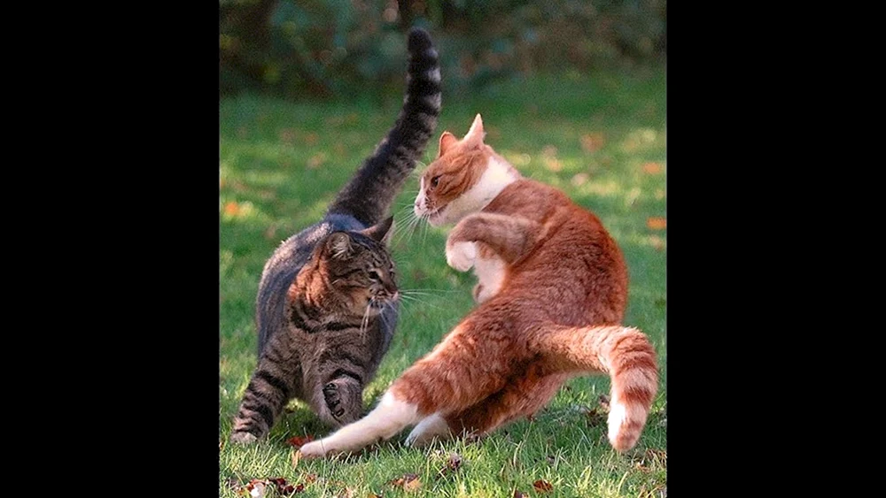Katzen kämpfend