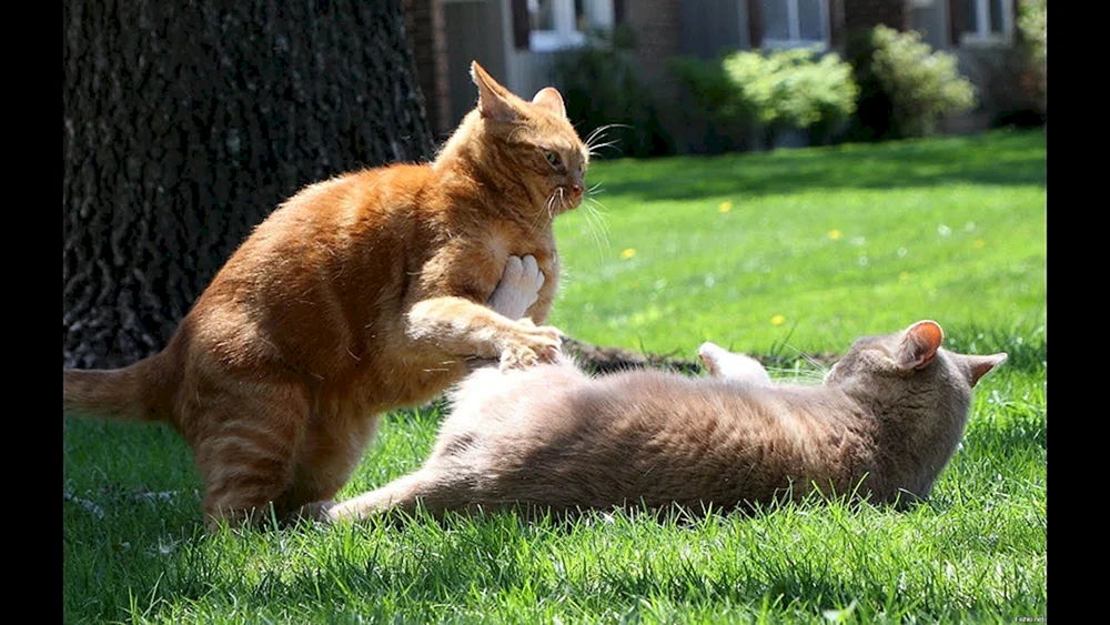 Katzen kämpfend