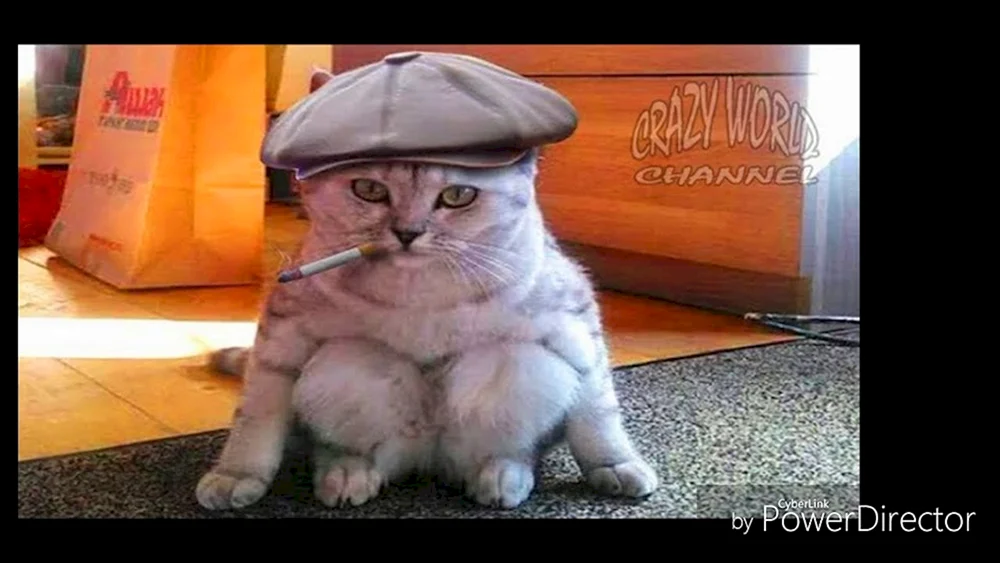 Lustige Katzen