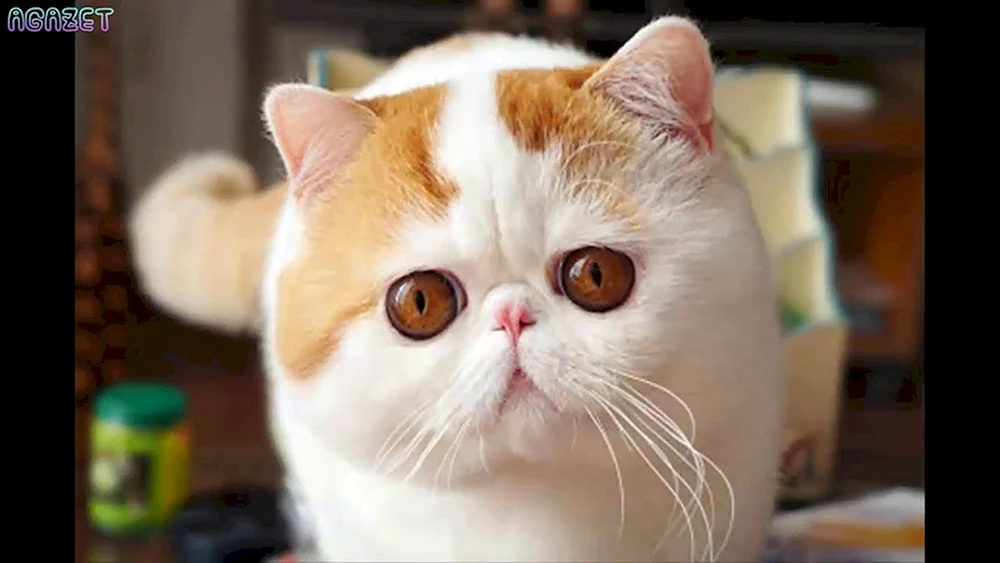 Exotische Katzen