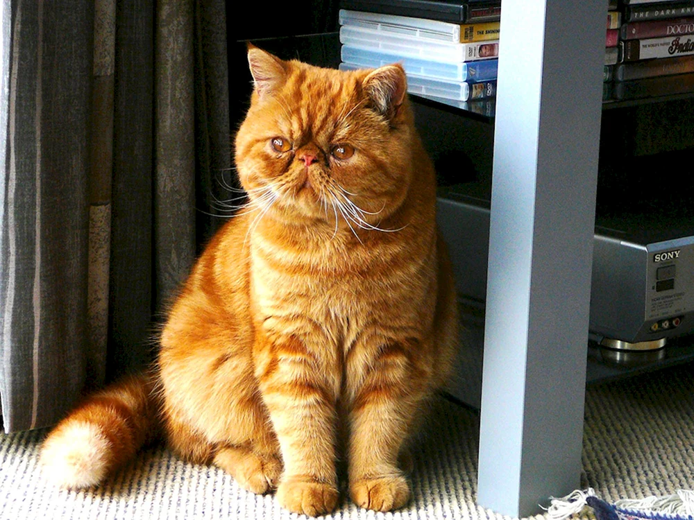 Exotische Katze