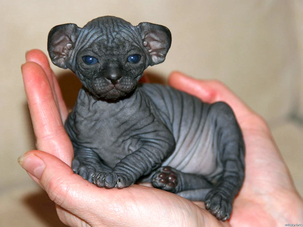 Kanadische sphynx Katze