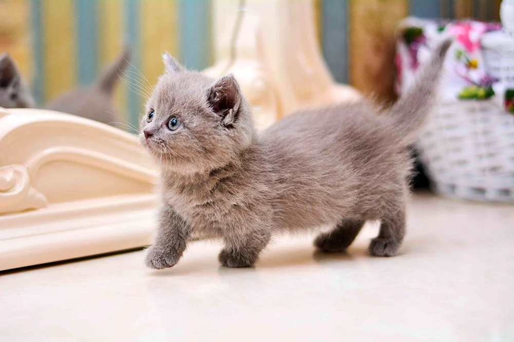 Munchkin Katze. Munchkin-Katze