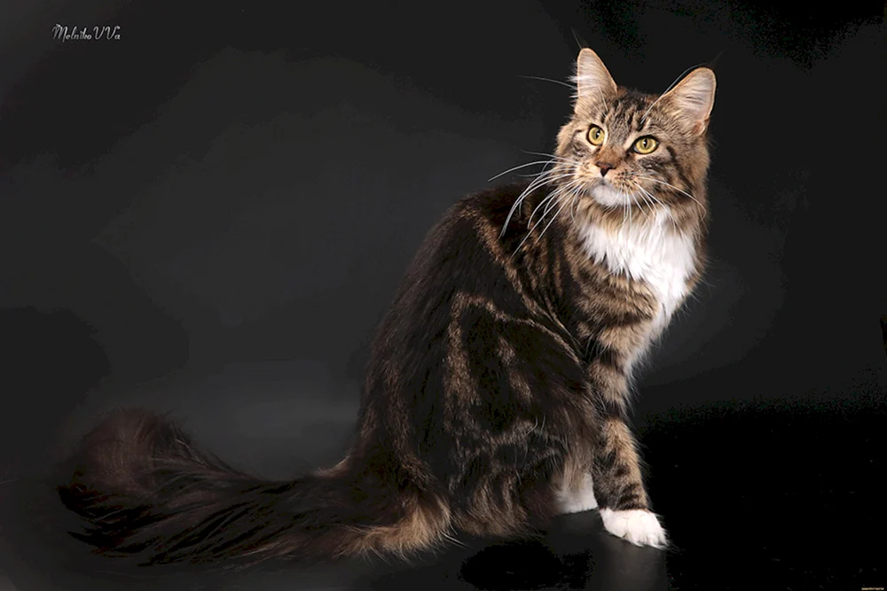 Schwarz marmoriert Maine Coon