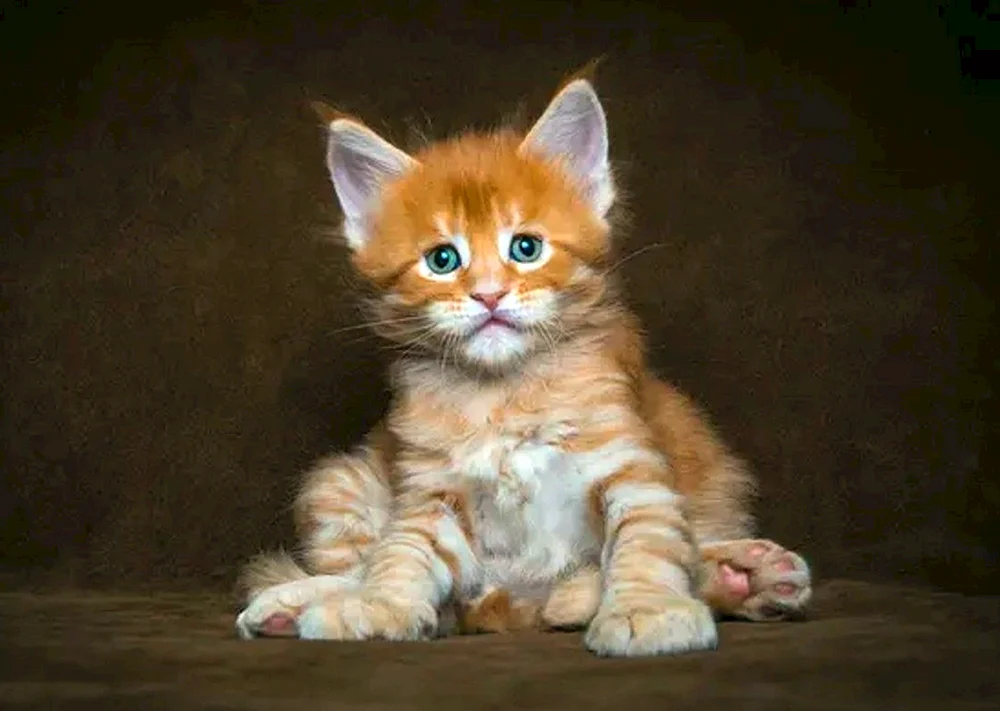Waschbär Katzen