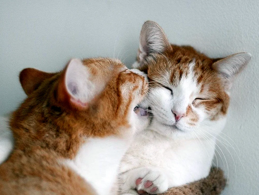 Katzen schmusend verliebt