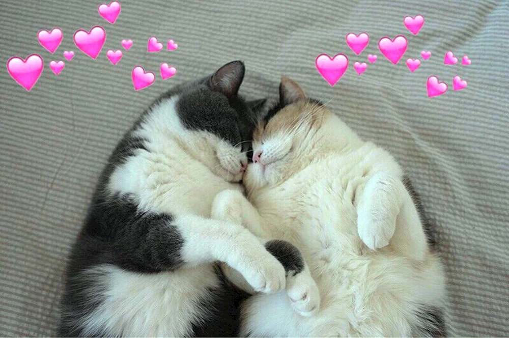 Katze beim Schmusen