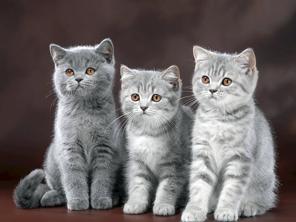 Britische Katzenrasse