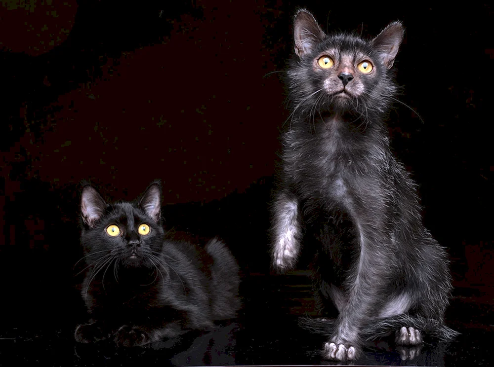 Likoi Katze Rasse