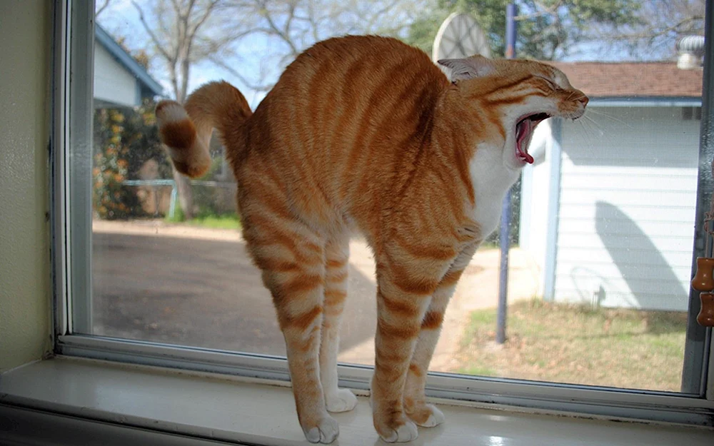 Katzenstreiche