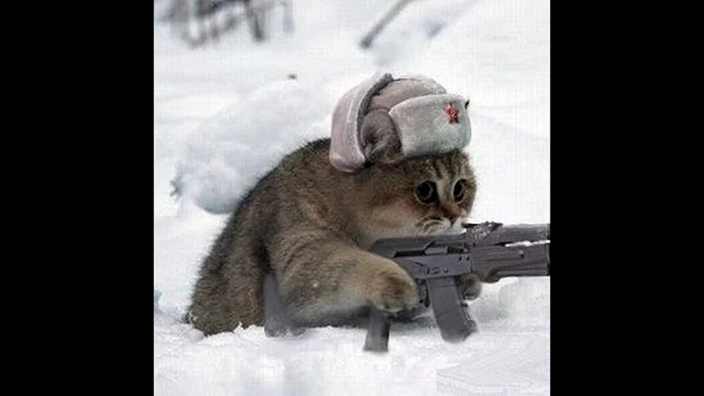 Mutige Katzen. Künstler Alexander Zavaliy