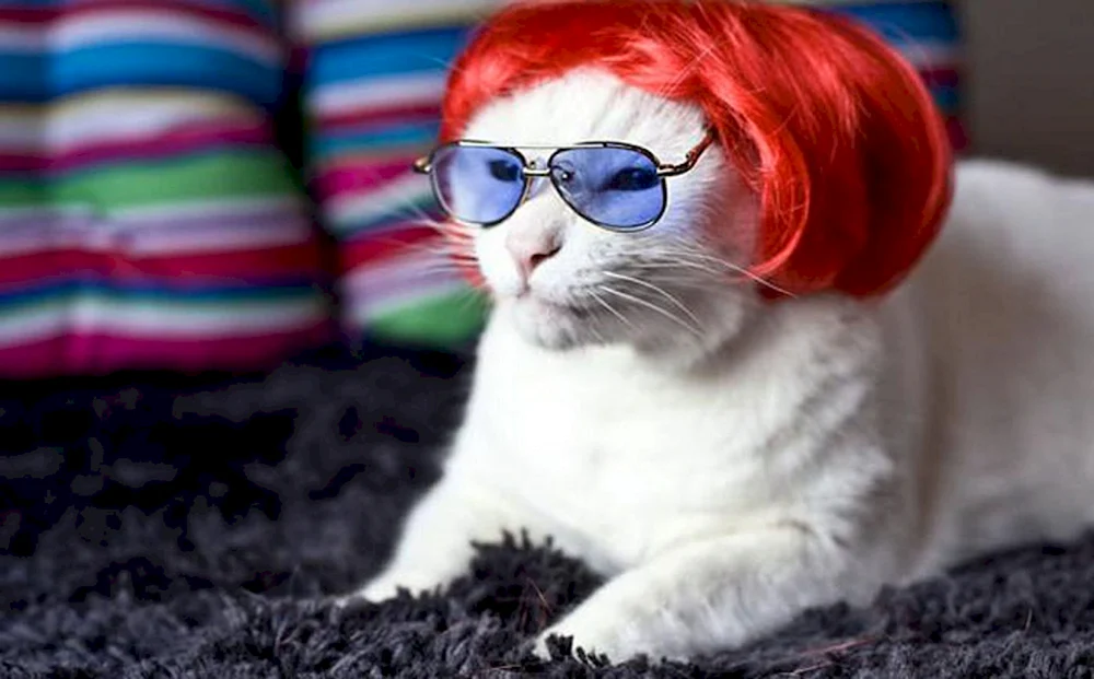 Katze mit Pony