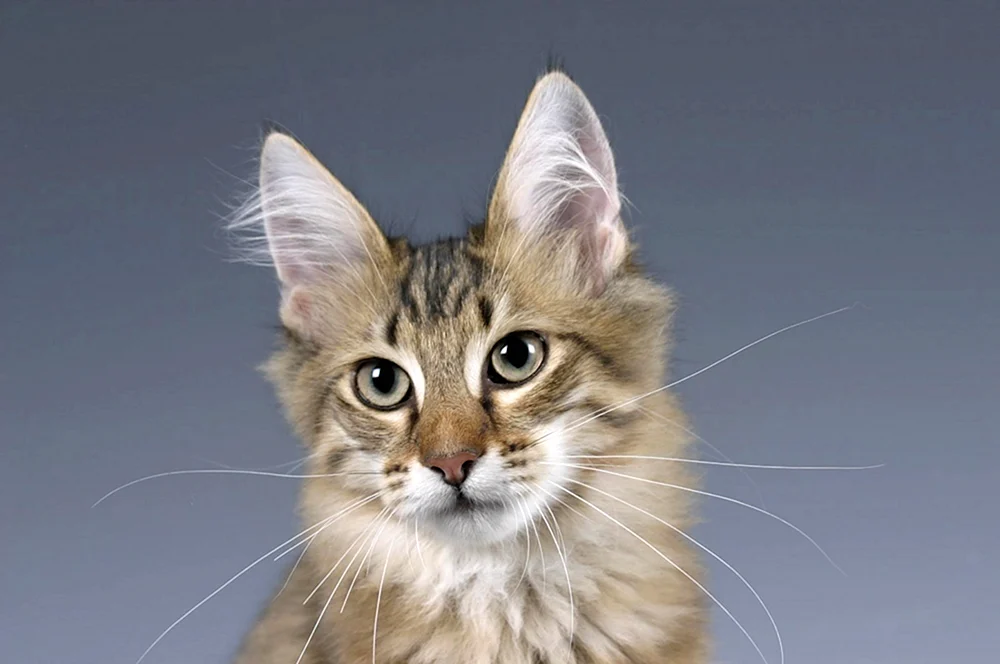 Katzenohren. Haare