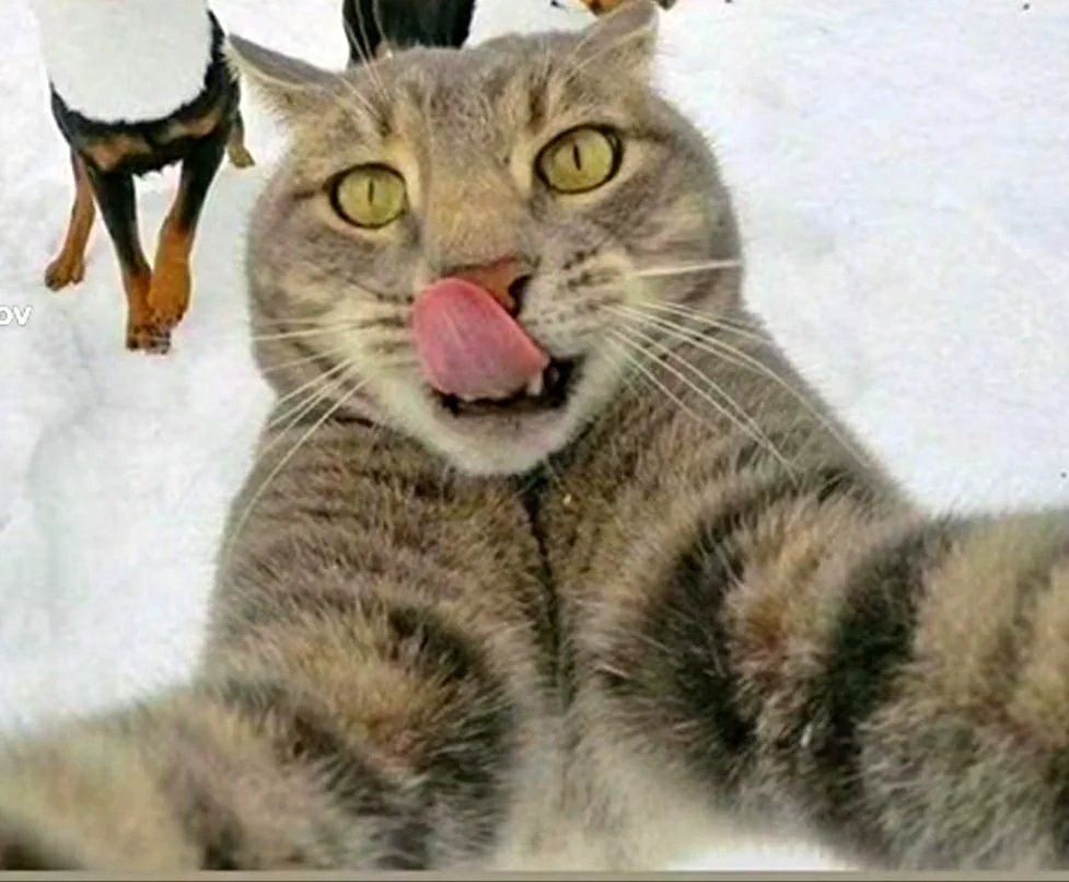 Katzen-Selfies