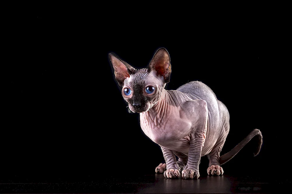 Kanadische Sphynx schwarz
