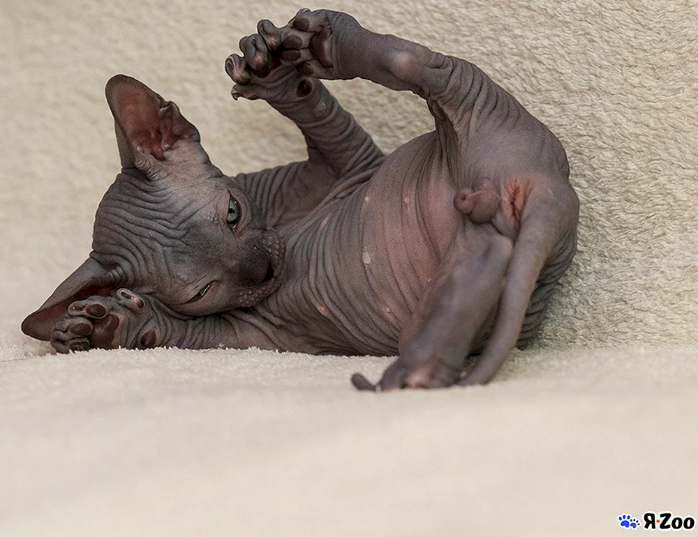 Trächtige Kanadische sphynx
