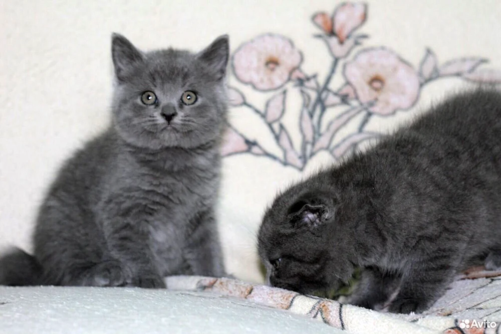 Schottische Schopfkatze métis
