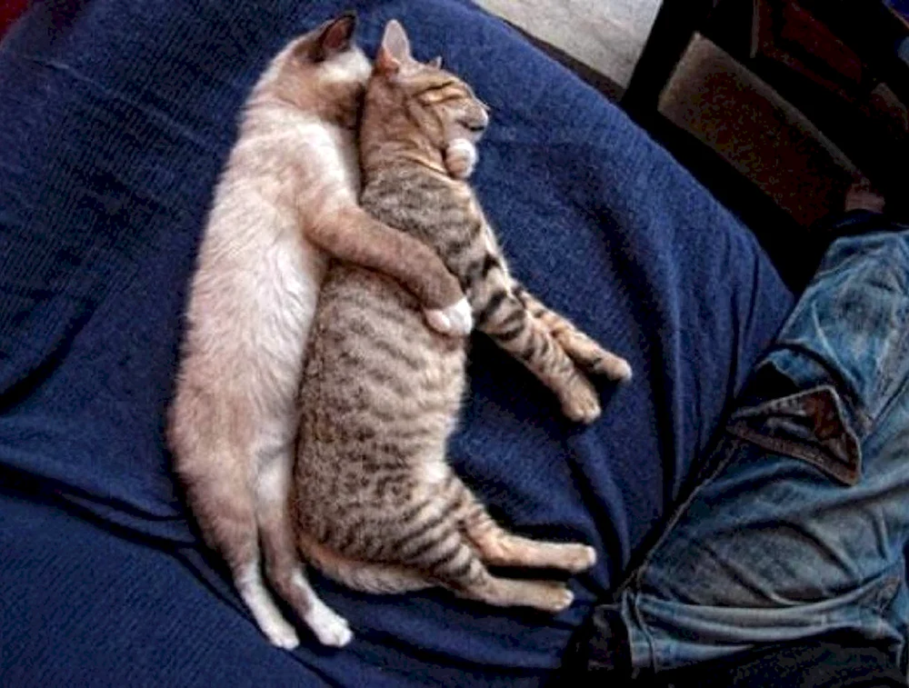 Katzen schmusen