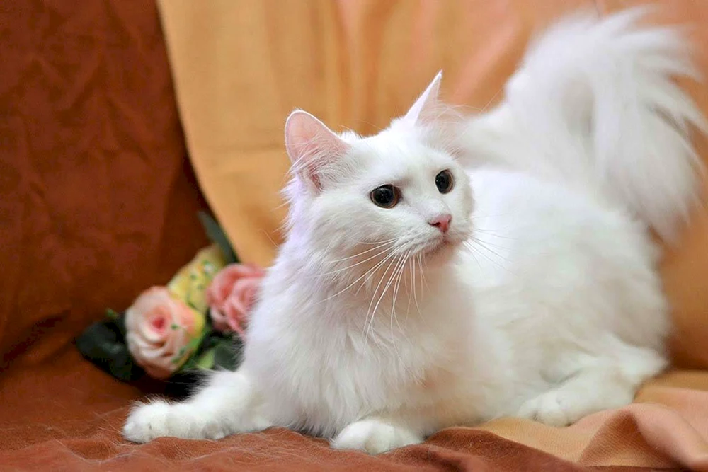 Anatolische Angorakatze kurzhaarig weiße Katze
