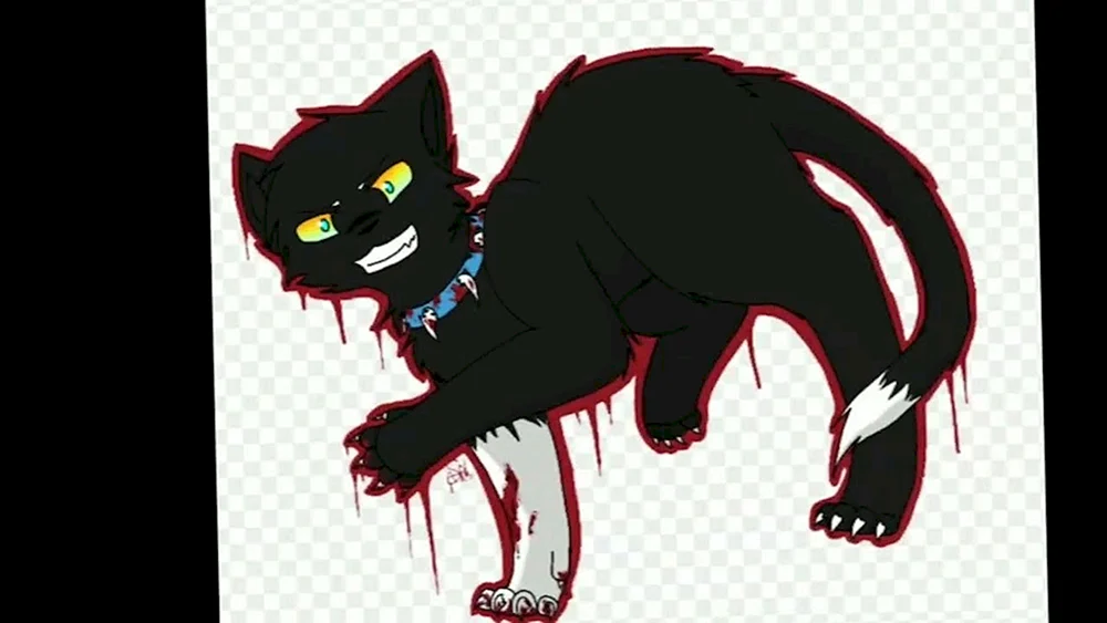 Katzen Warriors Beach und Stargazer