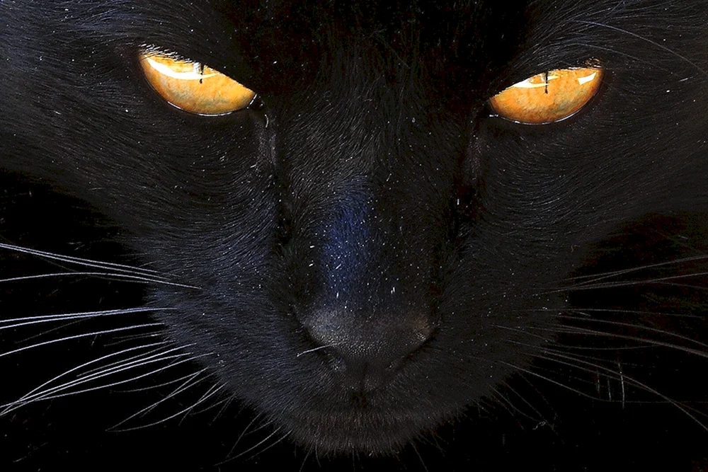 Bombay Katze langhaarig