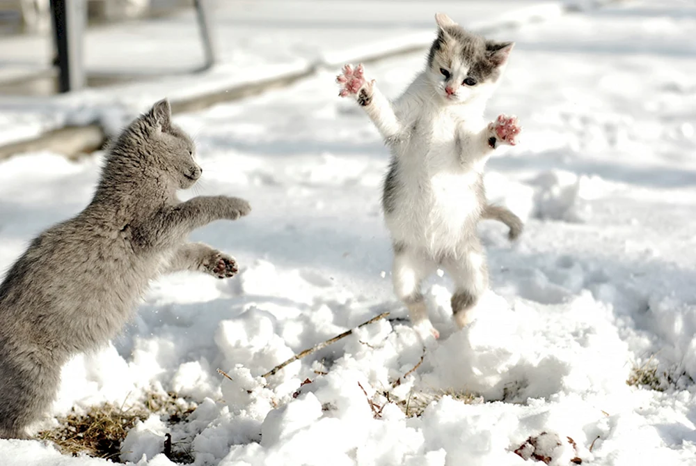 Katze im Winter